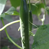 GS502681.jpg